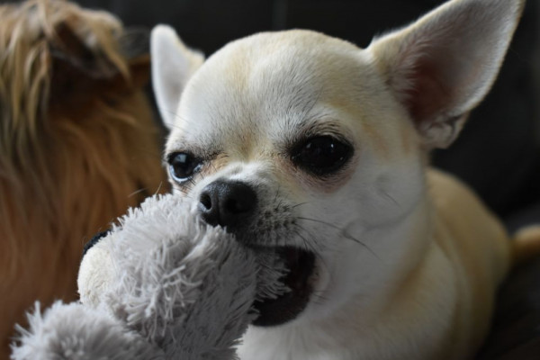 Alasannya Anjing Kecil Lebih Sering Menunjukkan Perilaku Galak